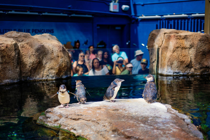 Little Blue Penguins are known for their small size and iconic blue colors.