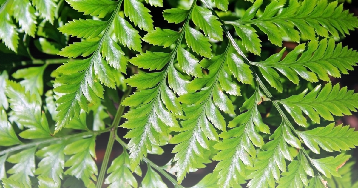 Rabbit’s Foot Fern.png