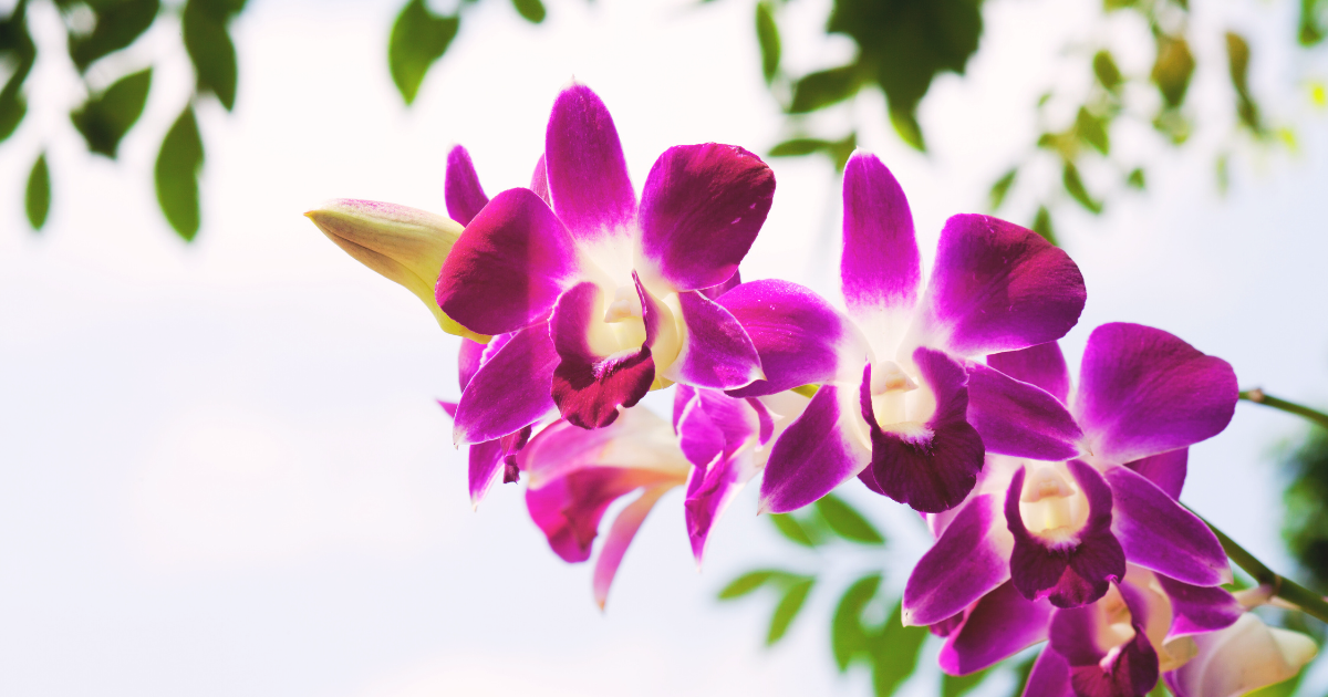 Orchids 3.png