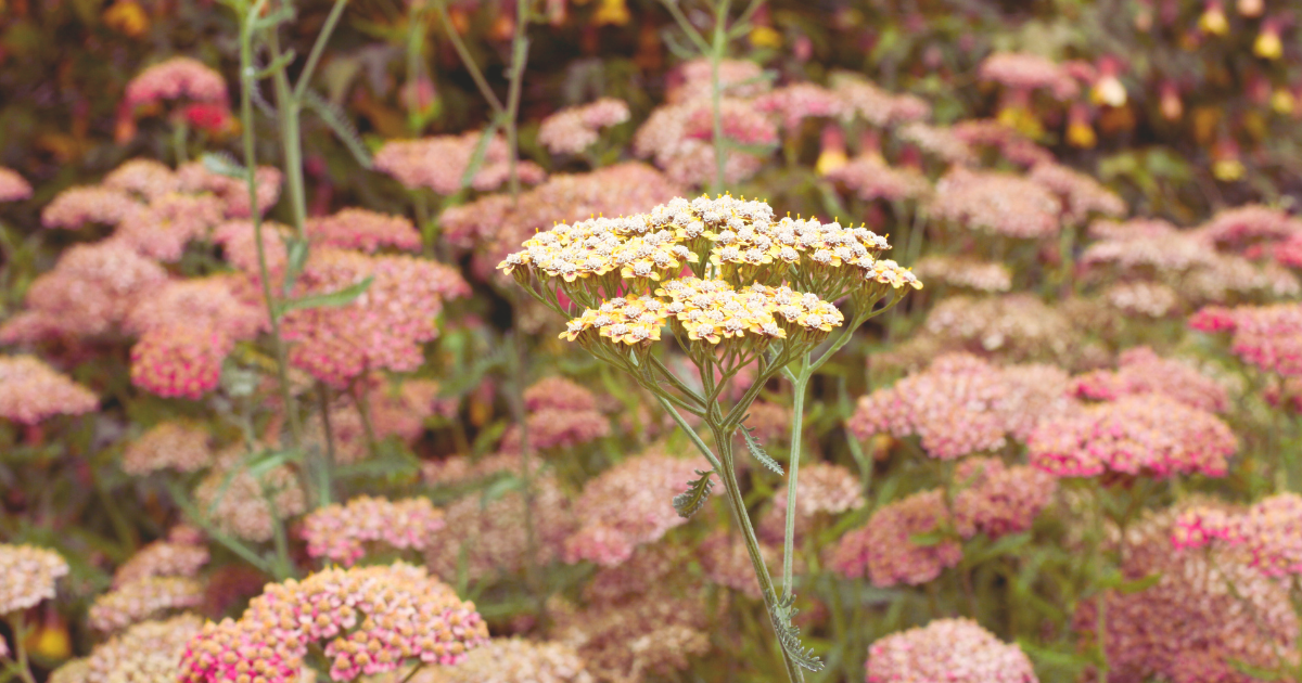 Yarrow.png