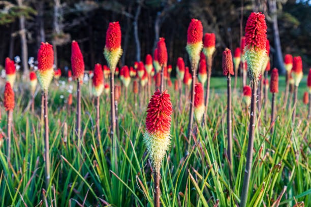 red-hot-poker-plant.jpg