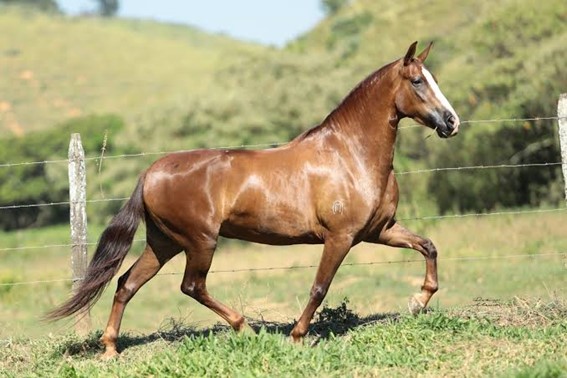 cavalo8.jpg