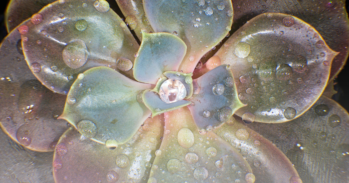 Echeveria -El Encino-.png