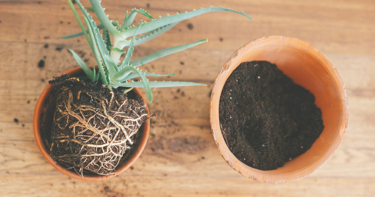 Repotting Aloe Vera - new pot.png