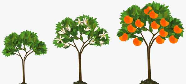 three orange trees growing fruit representing business growth