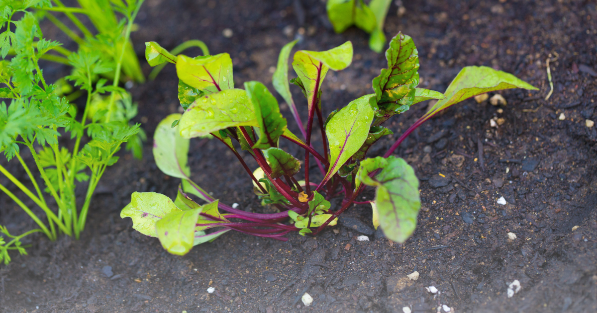 Planting Beets.png