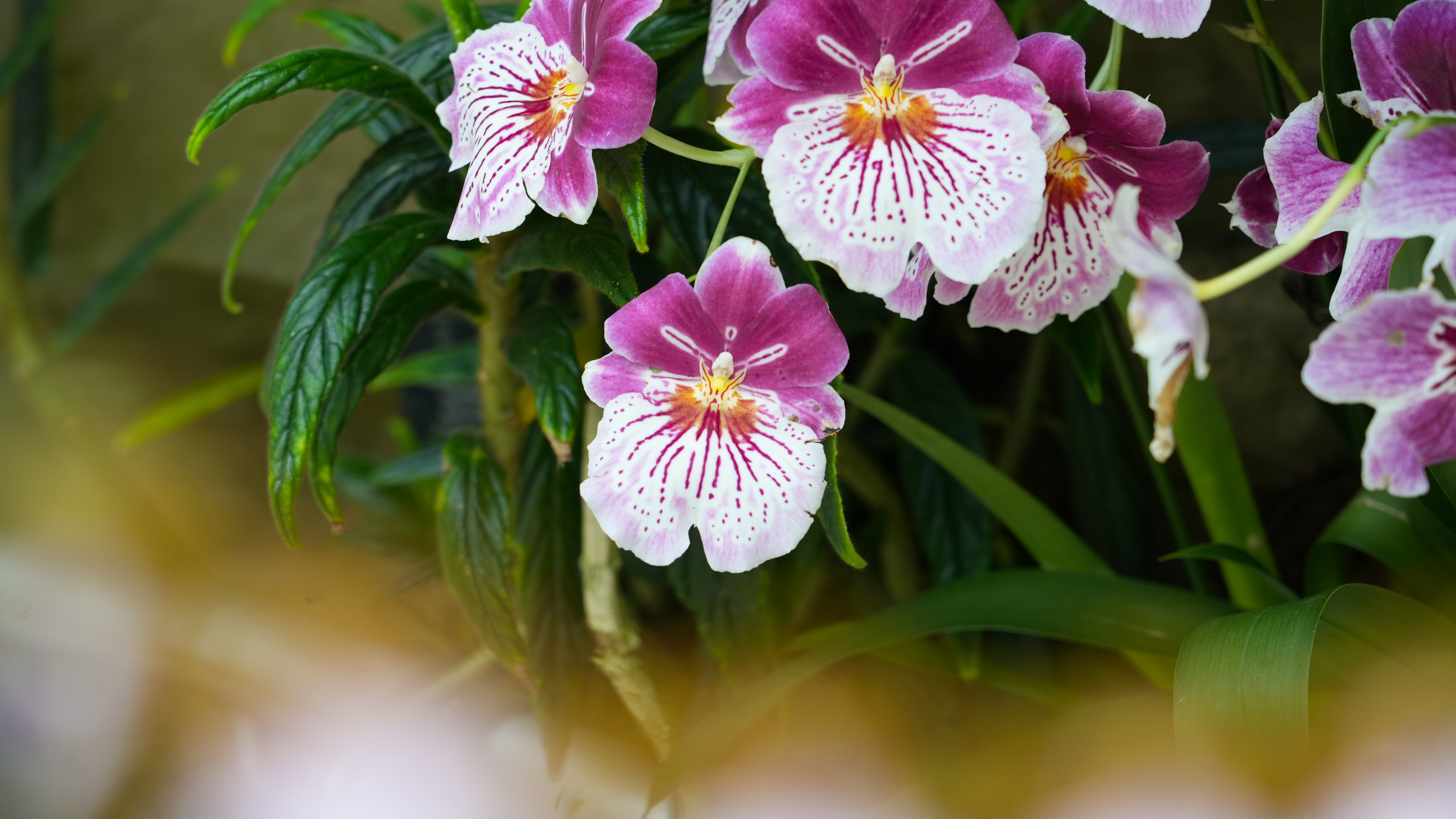 Beautiful pink, yellow, and white flowers