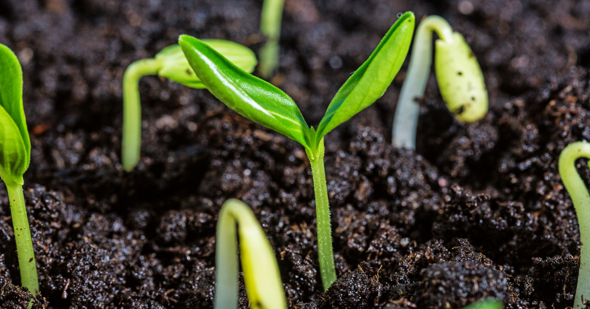 cucumber soil.png