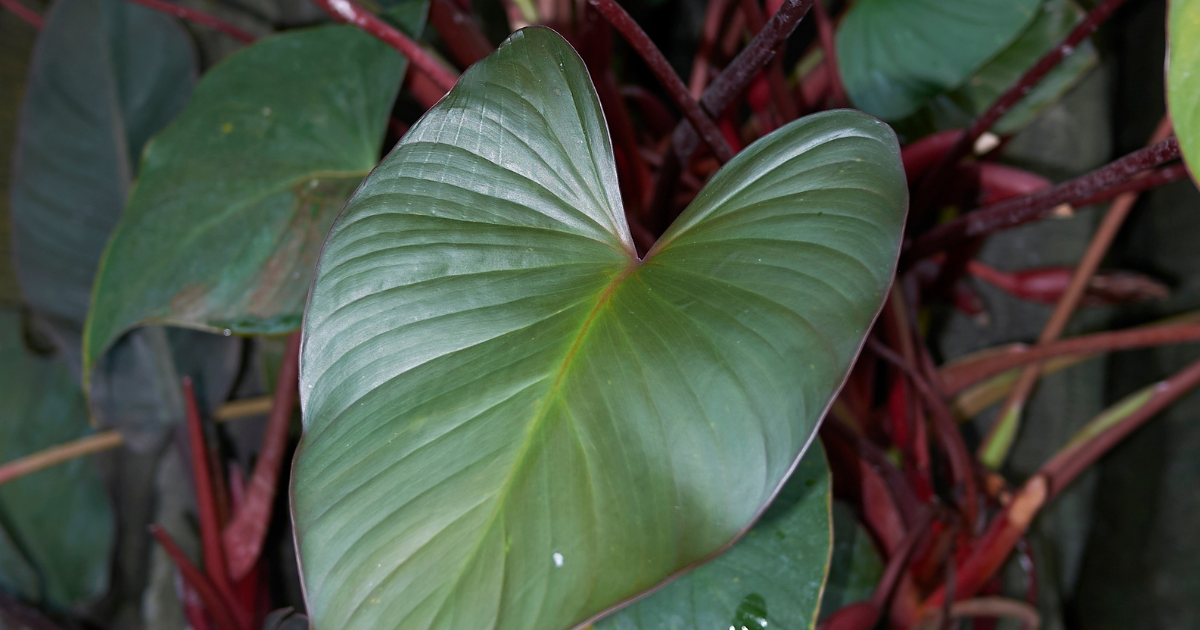 Philodendron -Bloody Mary- .png