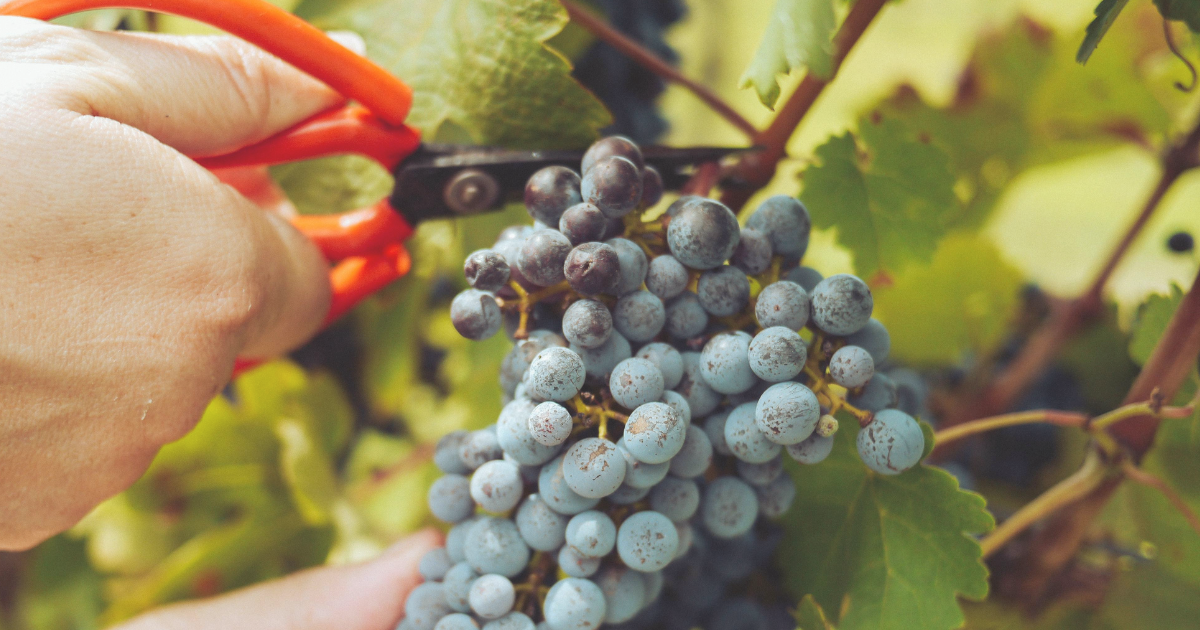 Top Summer Fruit Harvest Tips.png