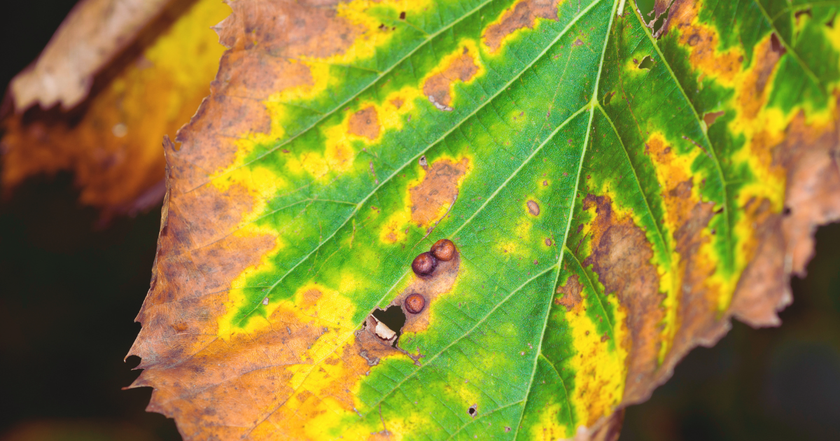 Signs of Leaf Scorch.png