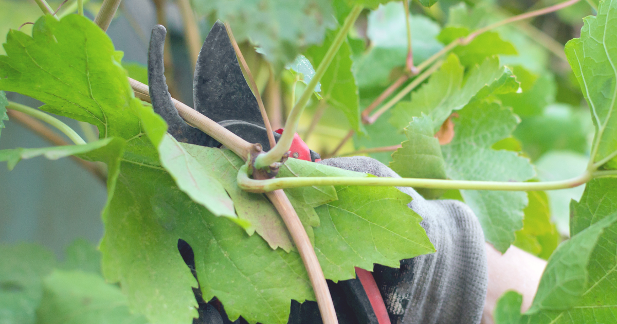 Pruning Vines.png