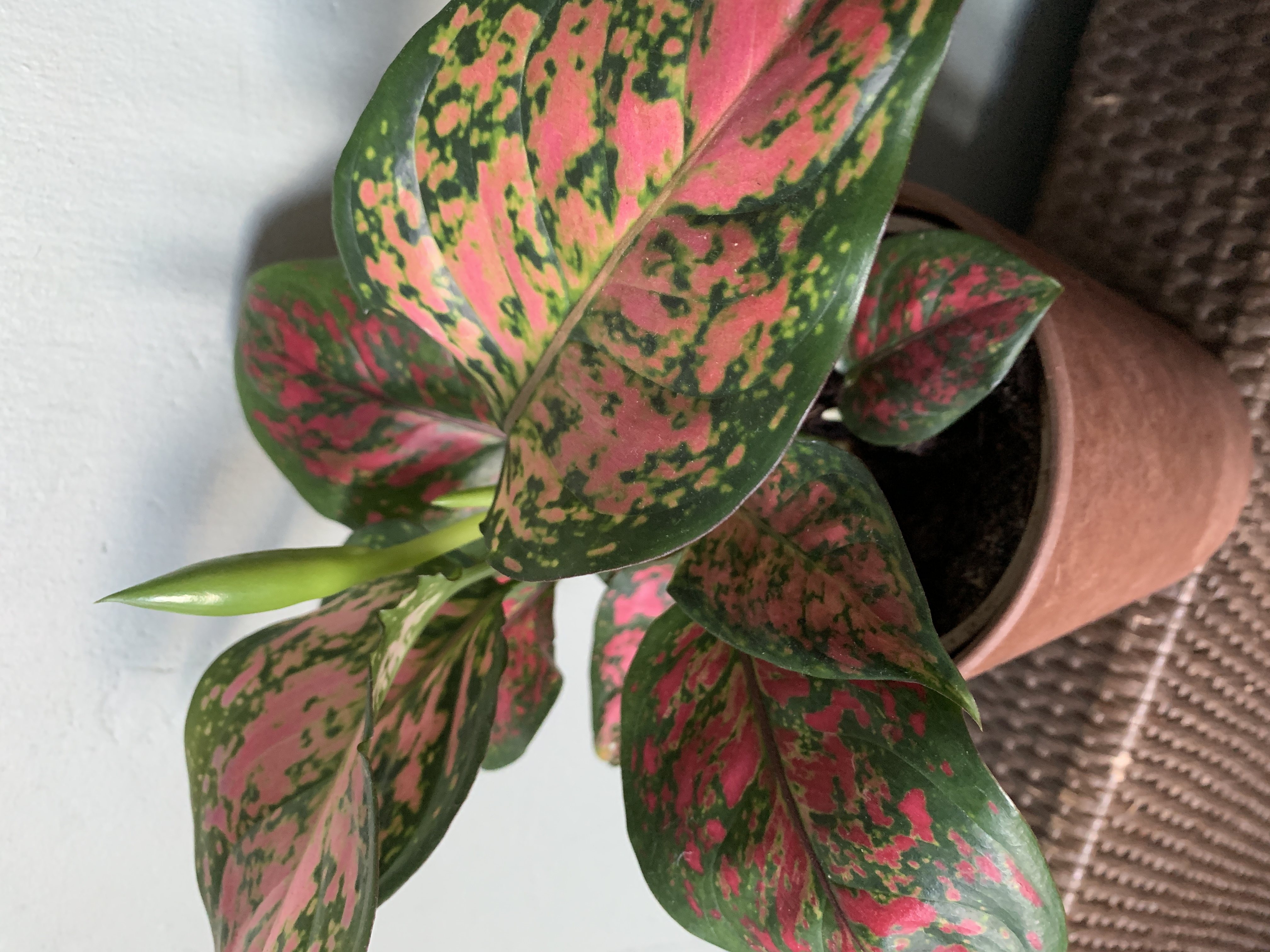 een volwassen Aglaonema ´Spotted Star´ stekje 