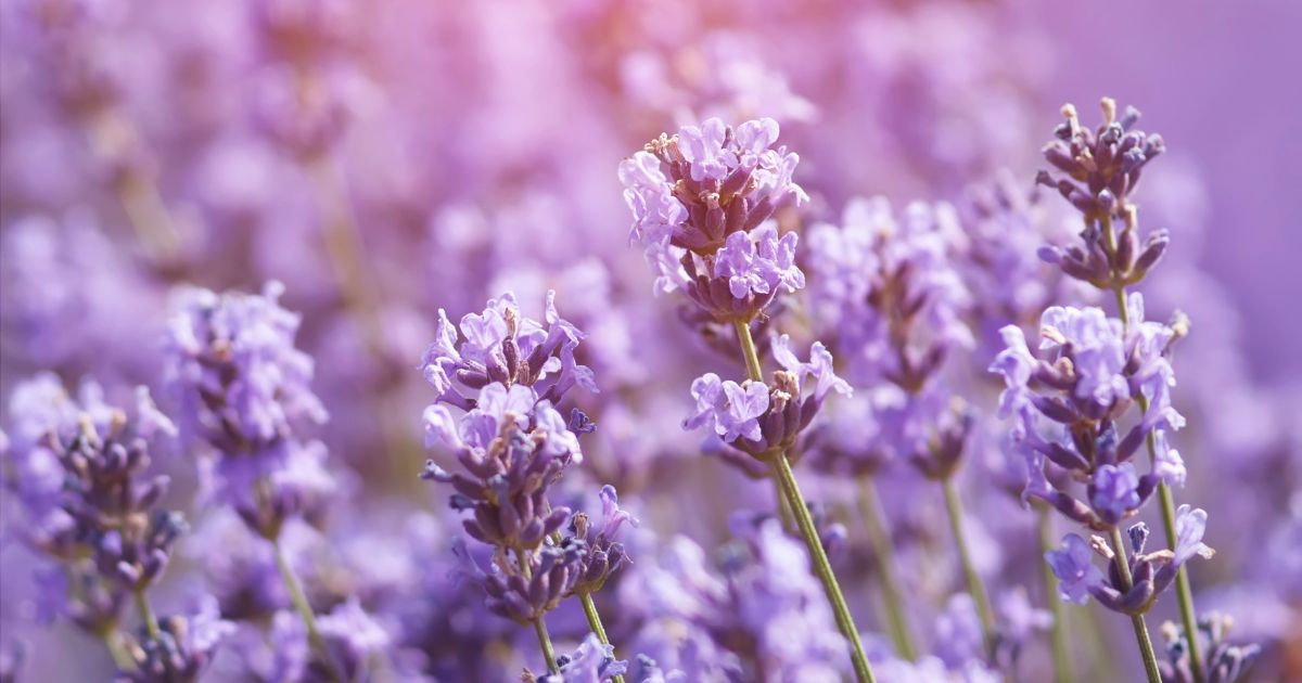 portuguese-lavender.jpg