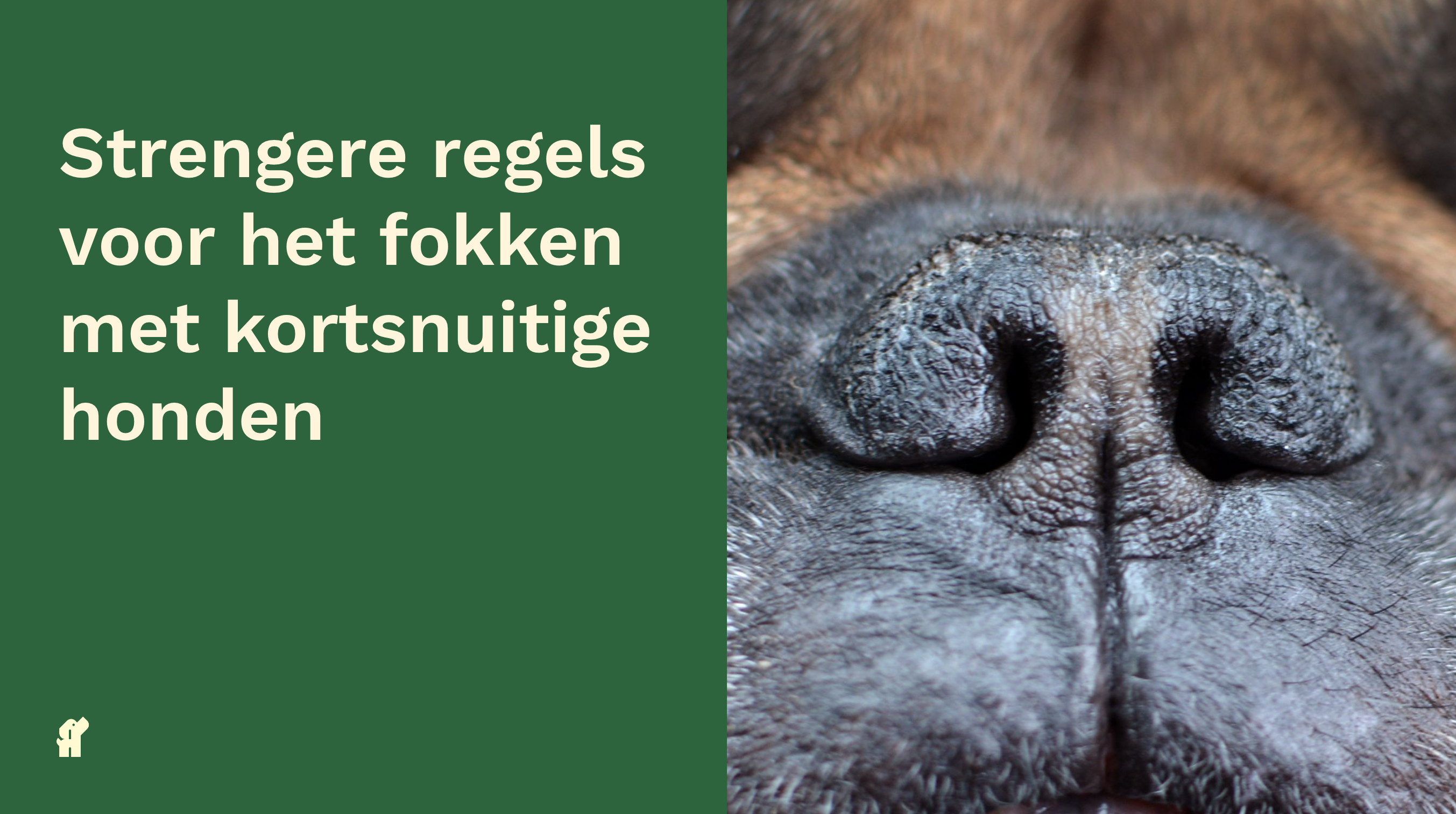 kortsnuitige honden