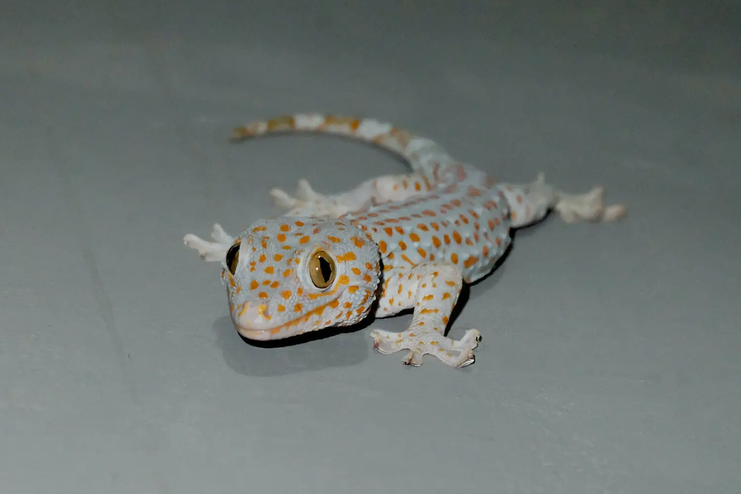 The Amazing World of Geckos Nature's Astonishing Climbers