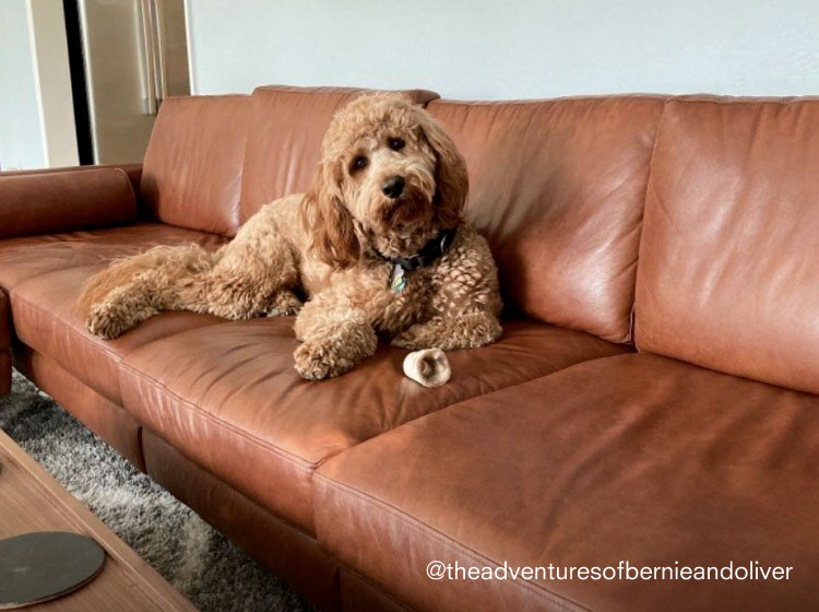 Leather couch with on sale dogs