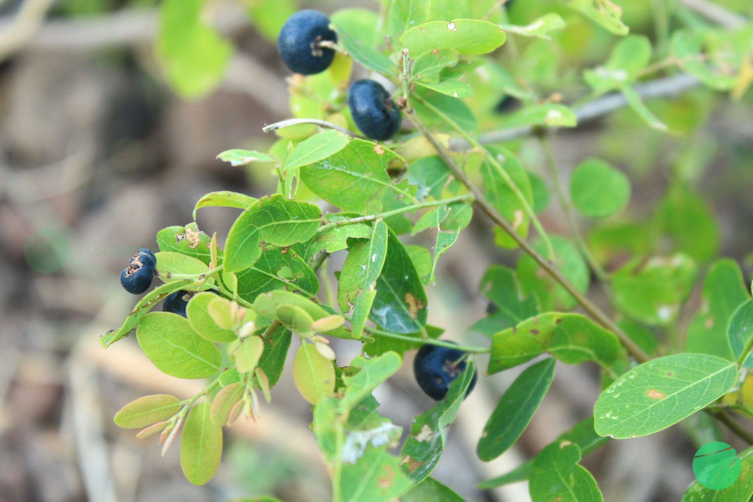 mangsian - phyllanthus reticulatus - 4.jpg