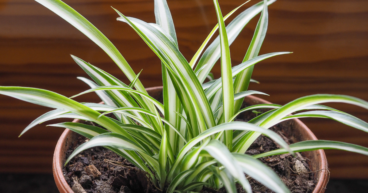 Spider Plants.png