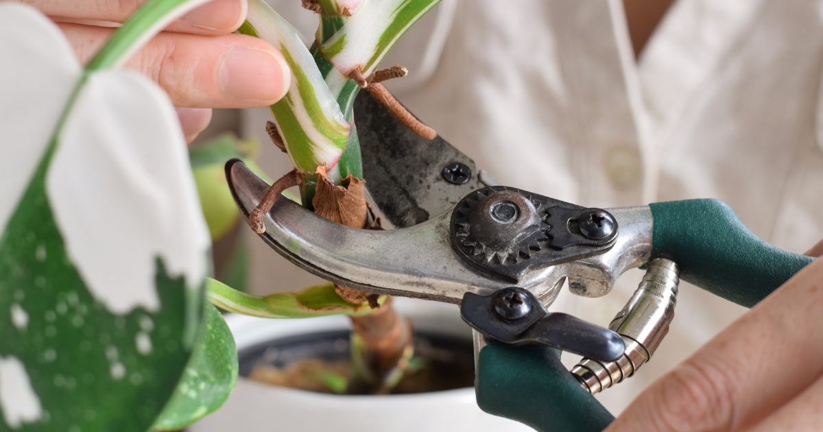 How to Propagate Philodendron.png