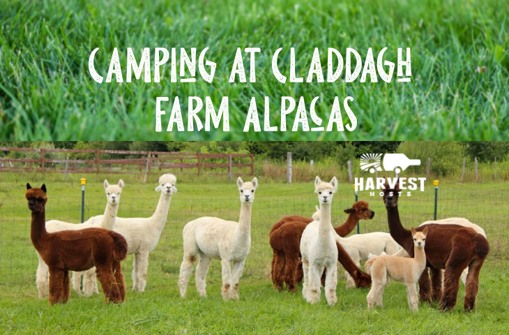 Camping at Claddagh Farm Alpacas