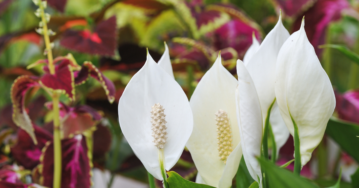 Peace lily varieties discount