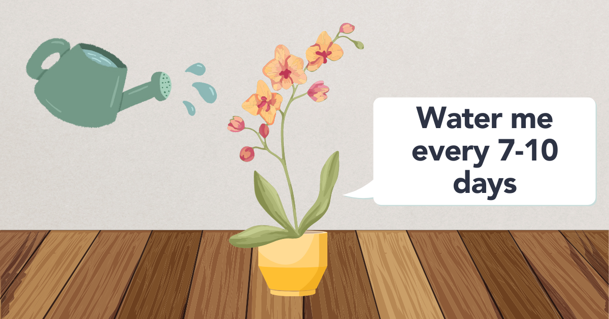 watering orchid.png