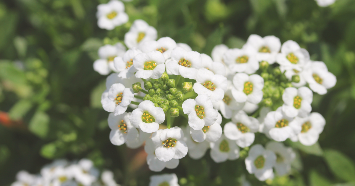Sweet Alyssum.png