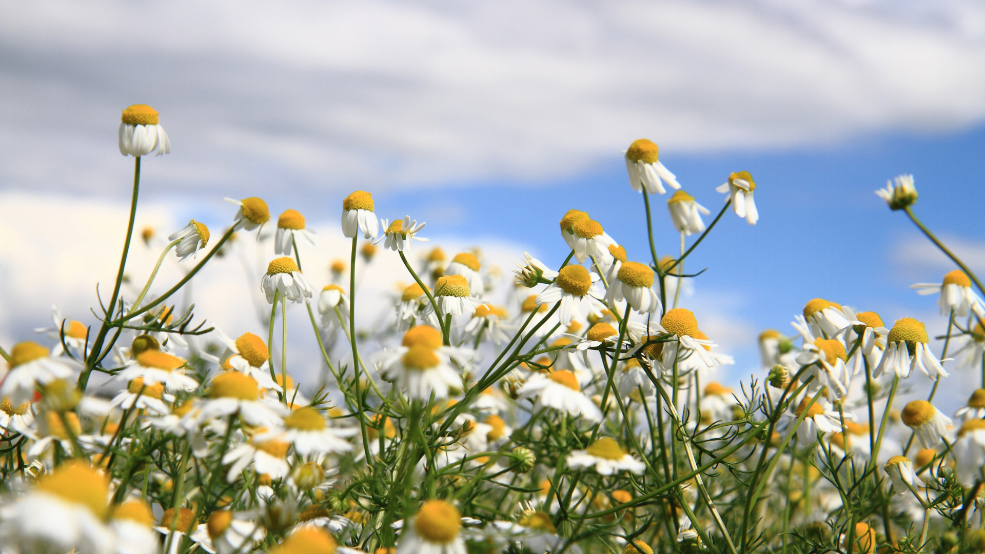 Daisies