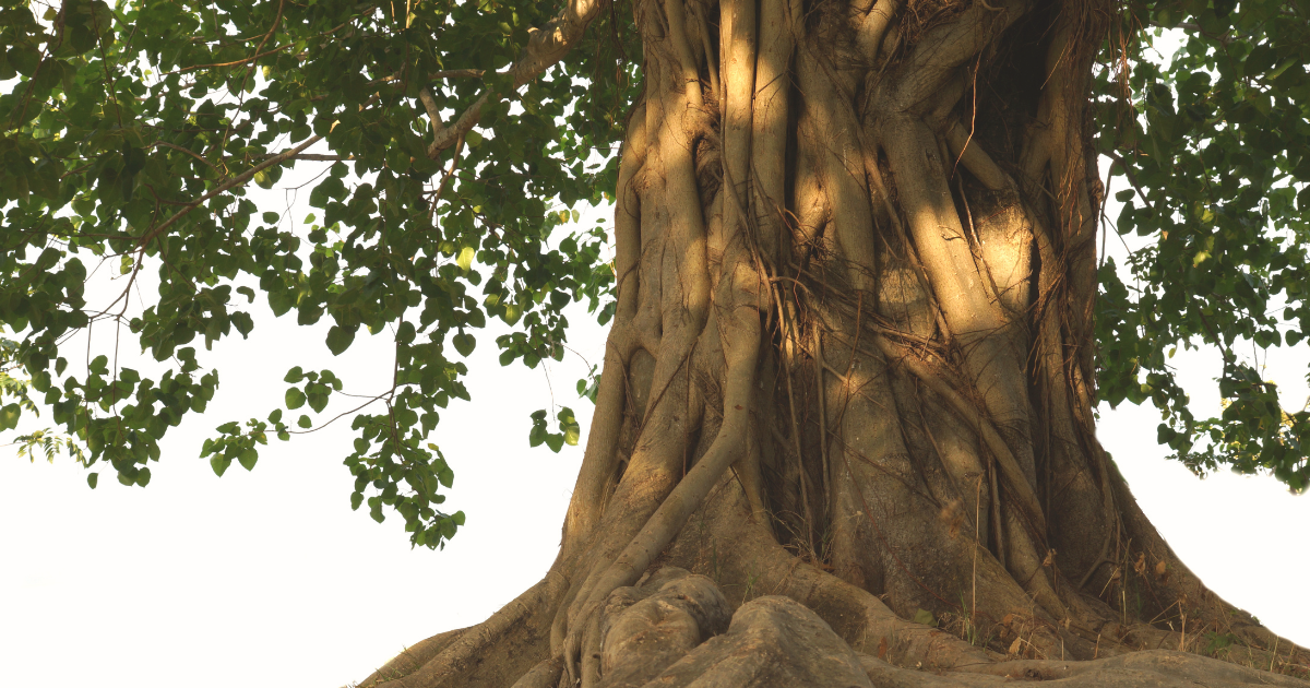 Bodhi Tree.png