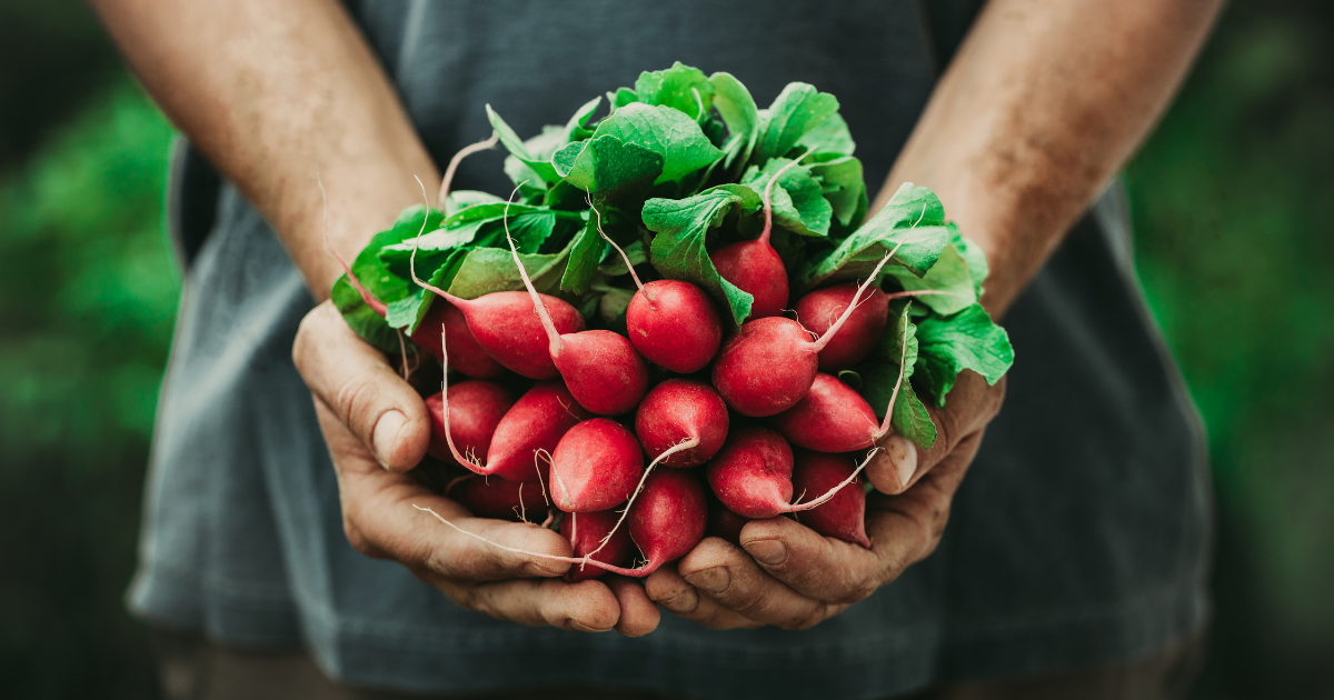 gardening radishes.png