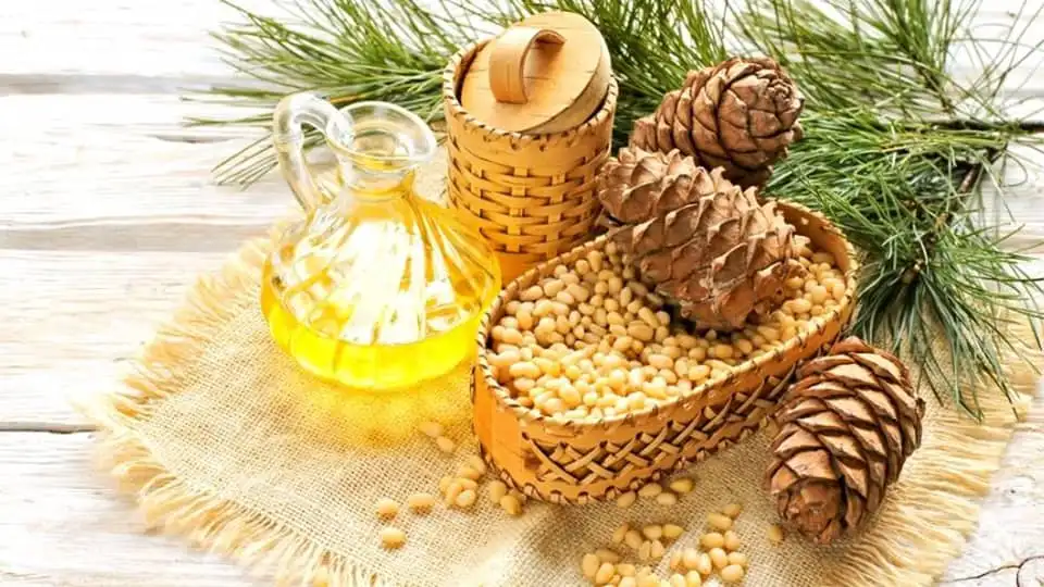 Pine Nut Oil for Face Skin & Body Care