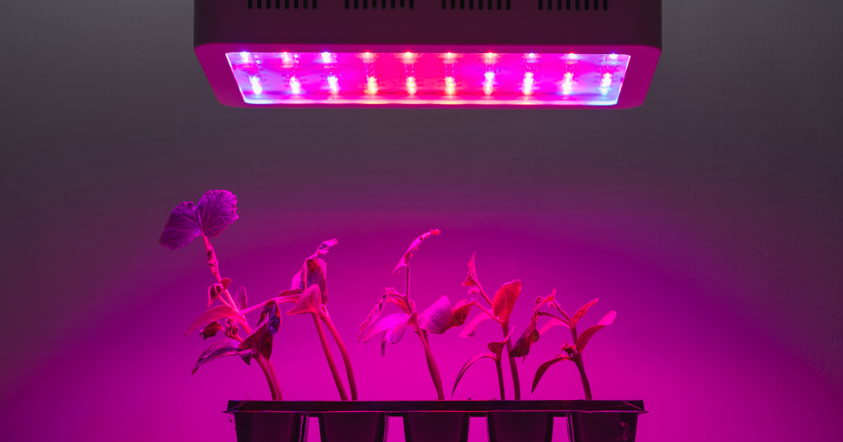LED grow lights.png