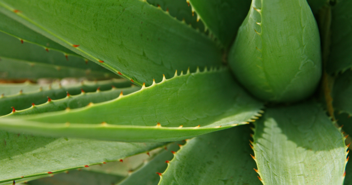 Aloe Vera.png