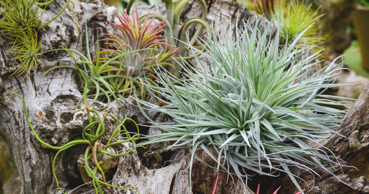 Tillandsias (4).png