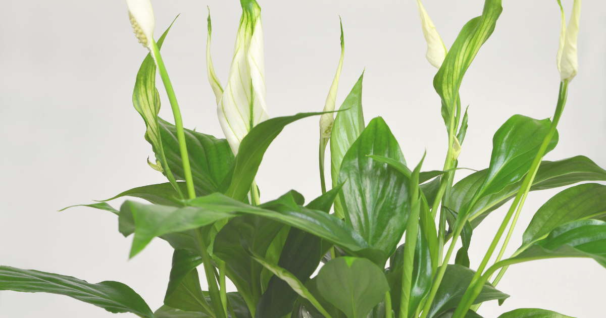 Peace Lilies.png