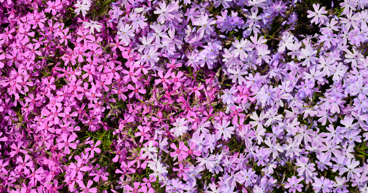 Creeping Phlox.png