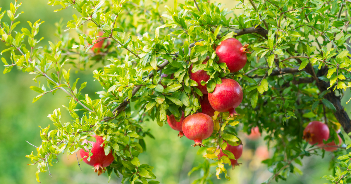 Pomegranate bosai.png