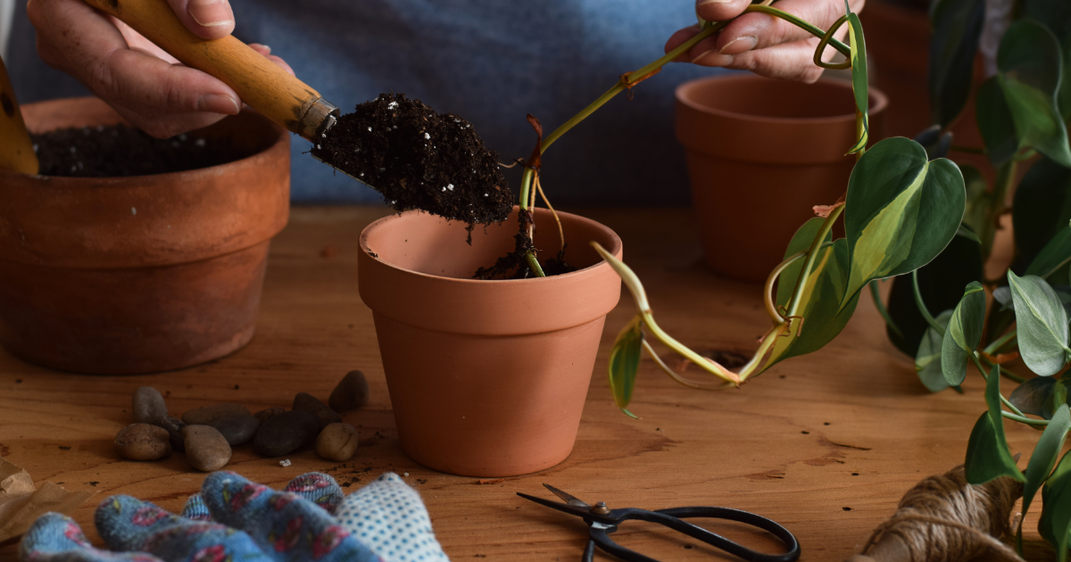 Pothos in Soil.png