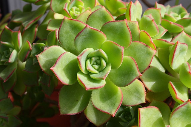 succulent-g285de6c54_640.jpg