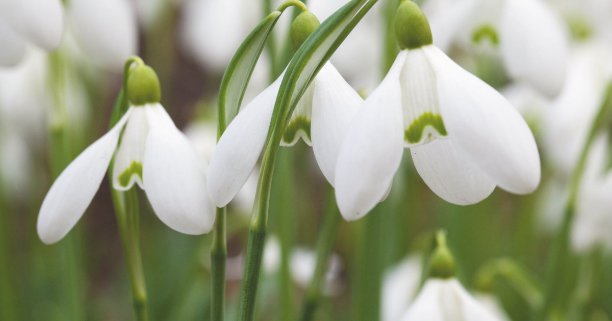 Snowdrops (Galanthus spp.).png