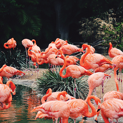 A photo of several flamingos bathing in a pond