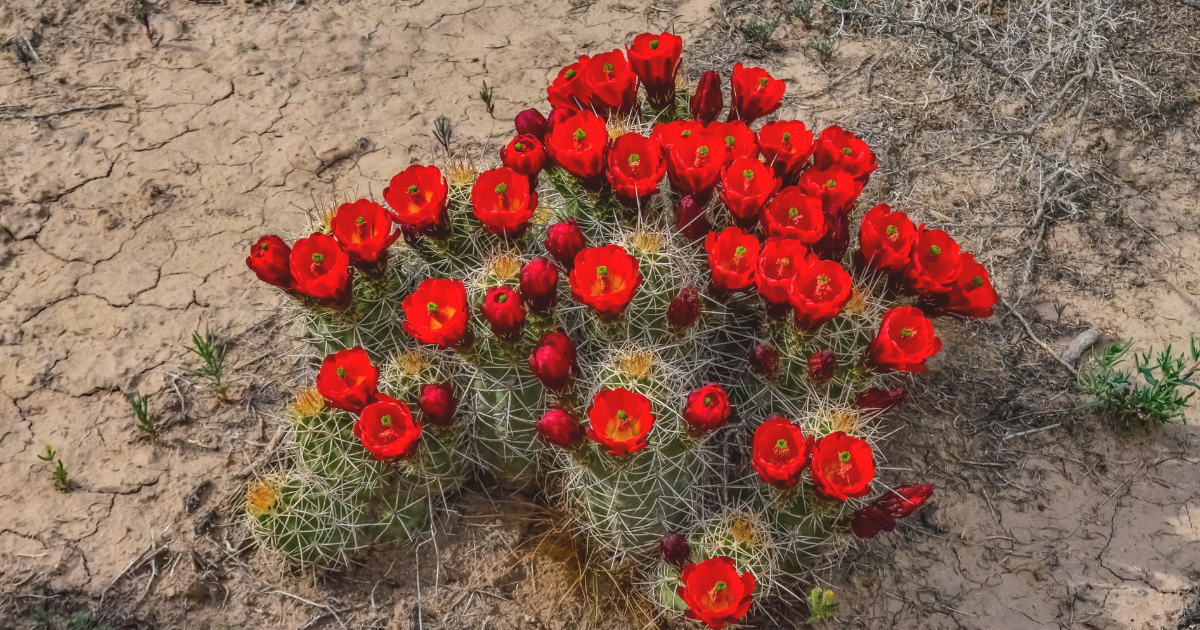 Clumping Cacti.png