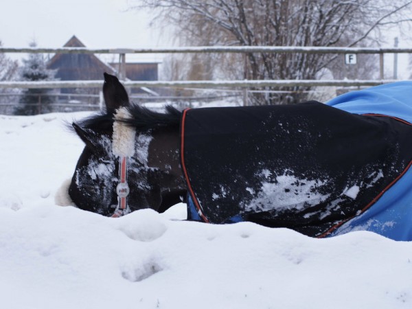 reitsport_05848_18289_600x600.jpg