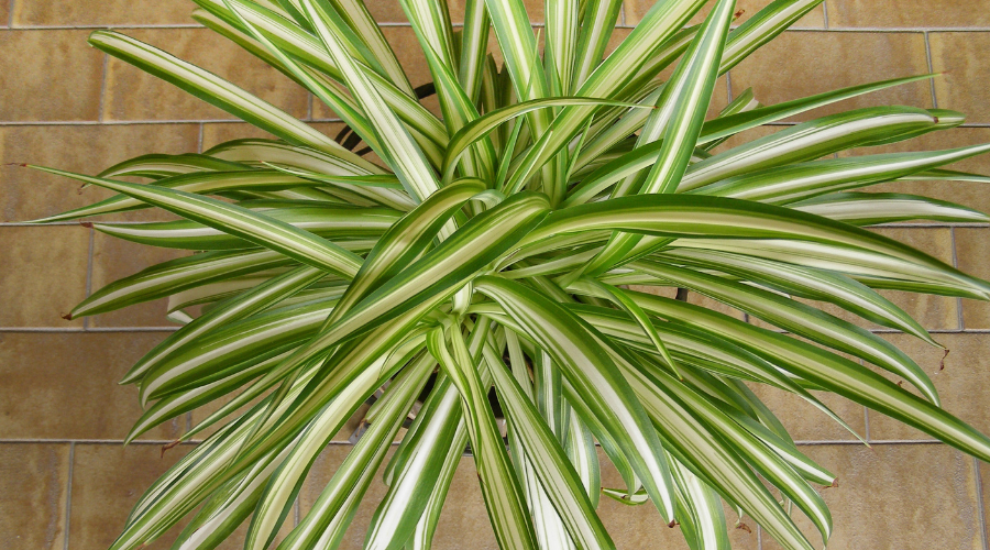 spider-plant-Chlorophytum-comosum.png