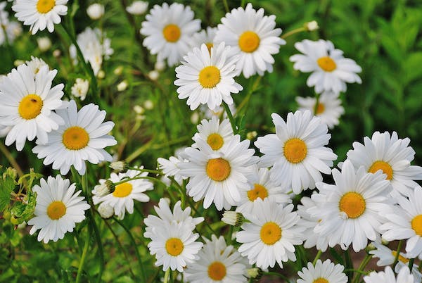 daisy-flower-spring-marguerite-67857.jpeg