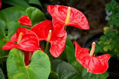 anthuriums.webp