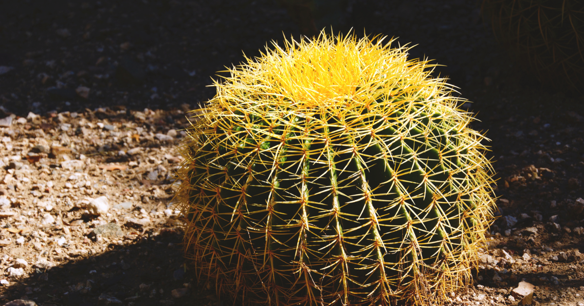 Golden Barrel Cactus.png