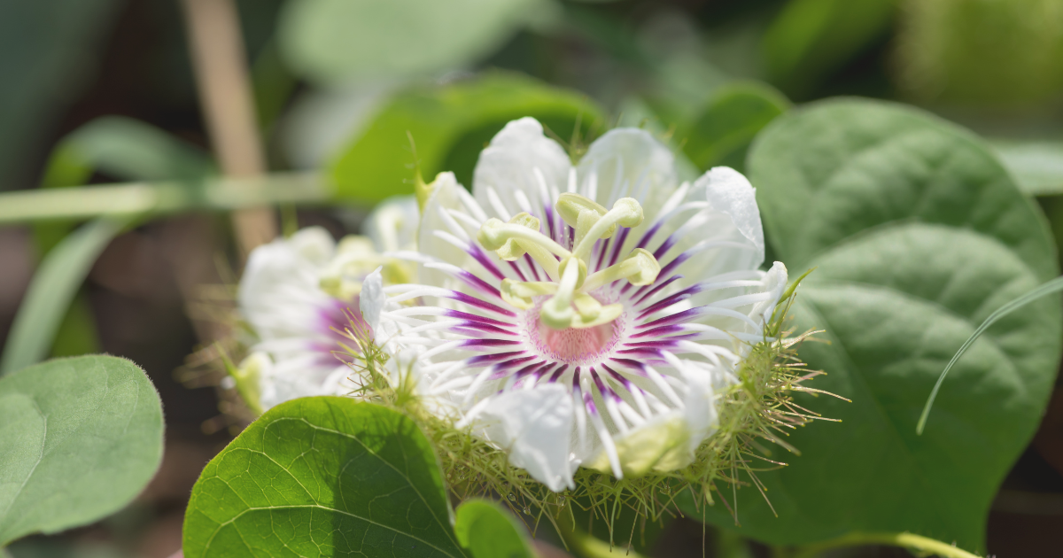 Passionflower.png