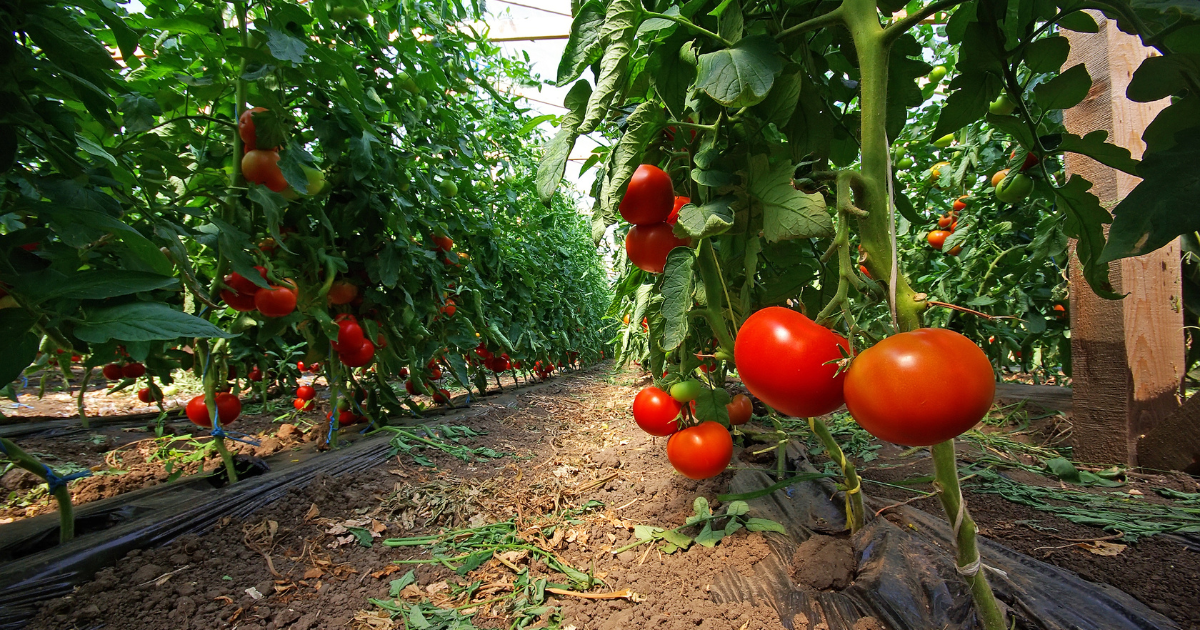 planting tomatoes.png